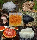 Picture MIX (1).webp