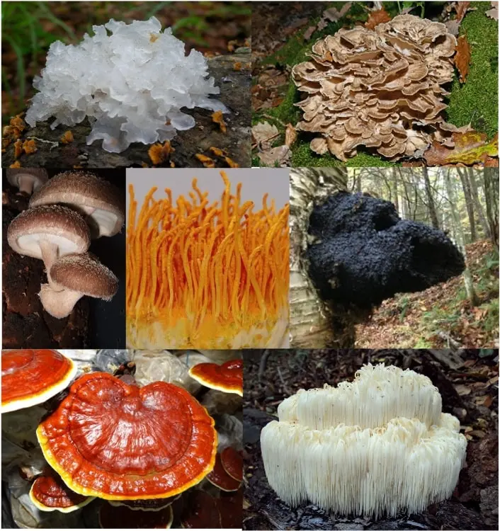 Picture MIX (1).webp